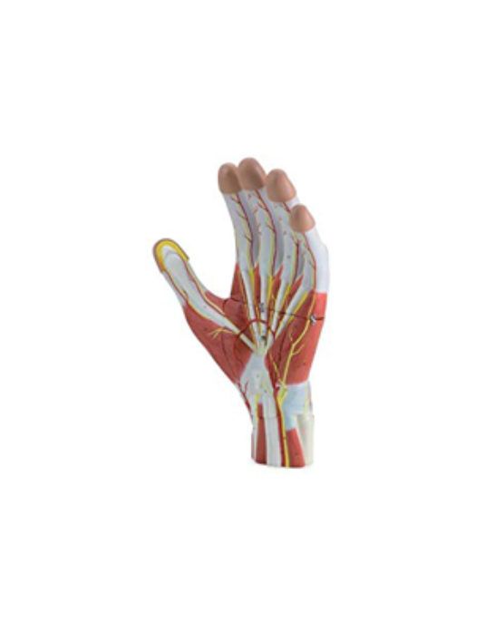 Anatomy-Of-The-Hand,-3-Parts