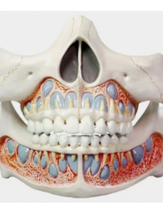 Deciduous-Teeth-Model-Life-Size
