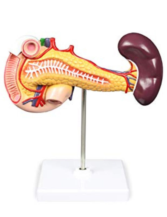 Duodenum-And-Spleen-(Pancreas)