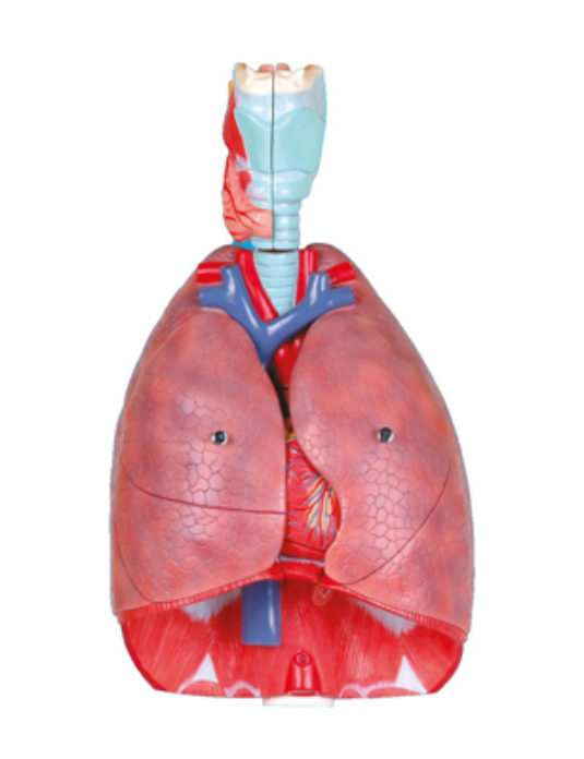 Heart-And-Lung-Model
