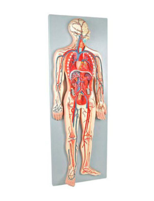 Human-Circulatory-System