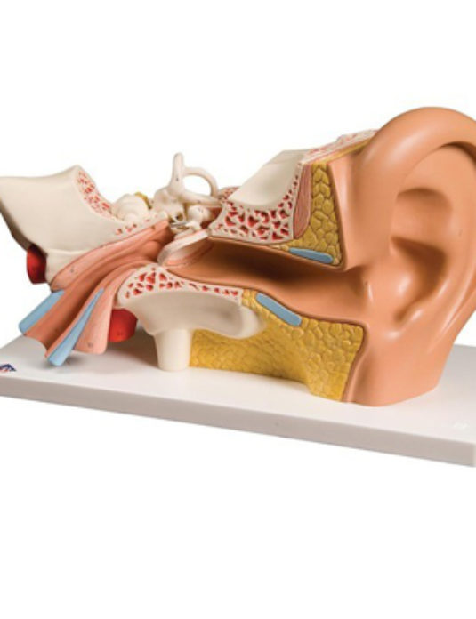 Human-Ear