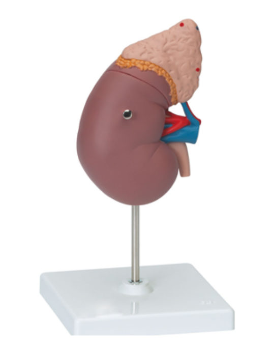 Kidney-With-Adrenal-Gland(Life-Size)
