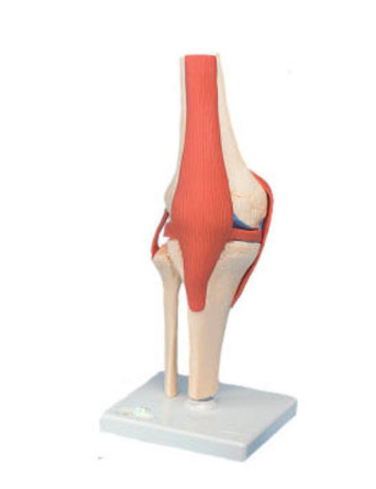Knee-Joints-Set