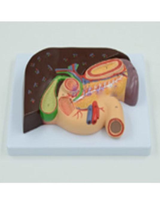 Liver-&-Gallbladder-Pancreas-&-Duodenum