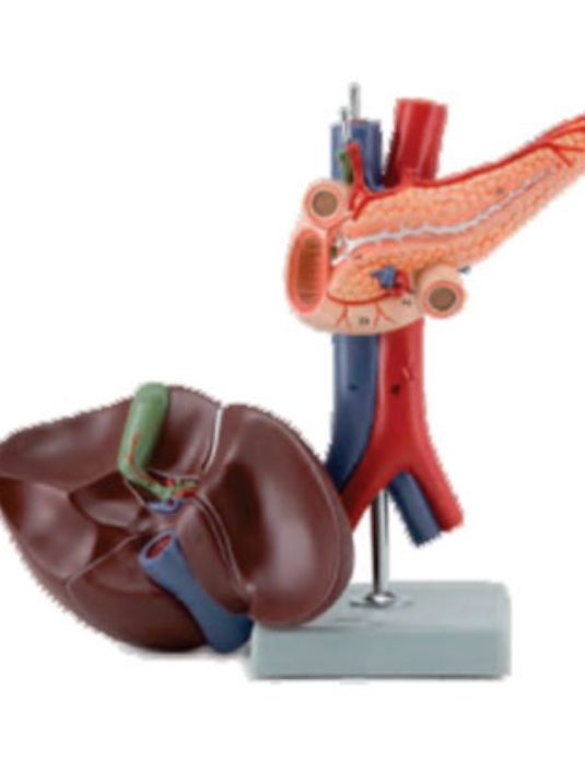 Liver-Pancreas-And-Duodenum