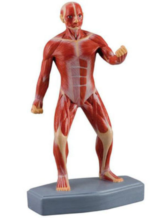 Mini-Muscular-Figure