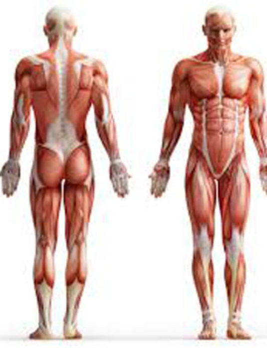 Muscular-Body