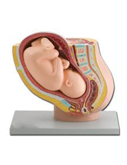 Pregnancy-Pelvis-With-Mature-Fetus