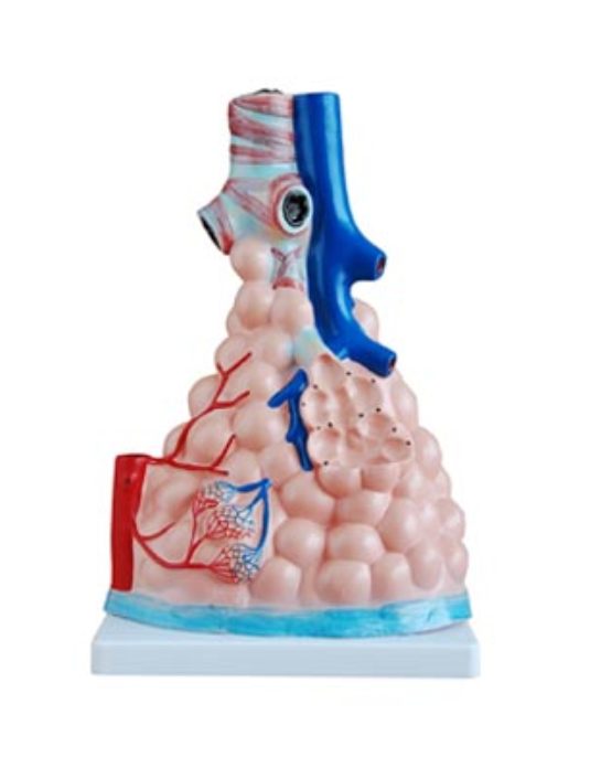Pulmonary Alveoli Model