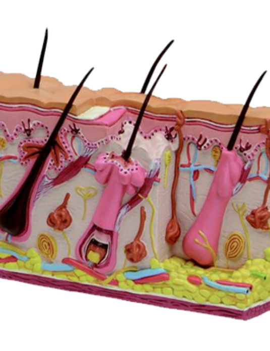 Skin-Section