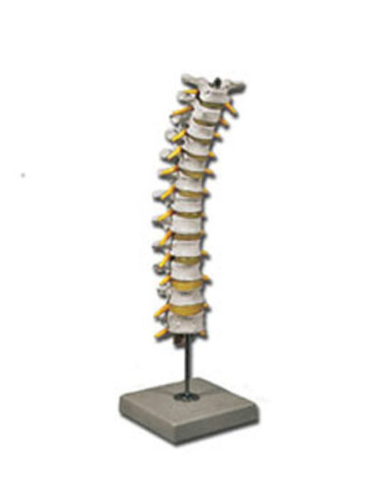 Thoracic-Spinal-Column