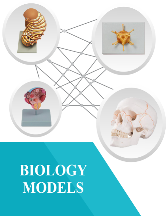 Biology Models