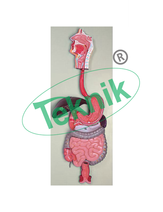 Digestive System