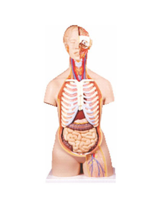 Human anatomy Tarso 12 parts