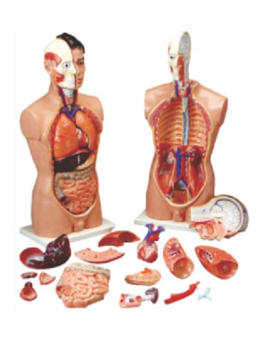 Human-Anatomy-Torso-18-parts