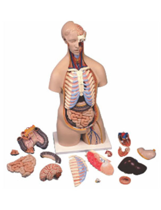 Human-Anatomy-Torso-Unisex-16-Parts