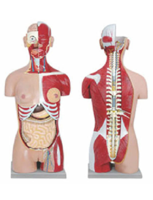 Human-Torso-With-Interchangeable-Sex-Organs-and-Open-Back