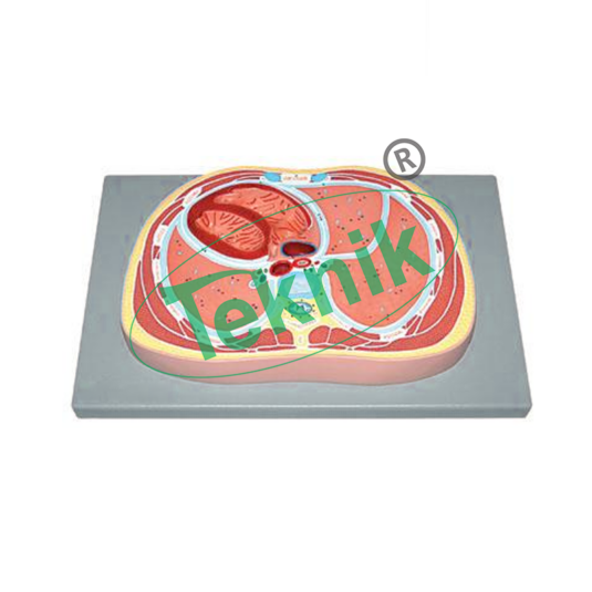 Schematic Cross Section through Thorax (T8)