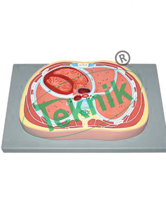 Schematic Cross Section through Thorax (T8)