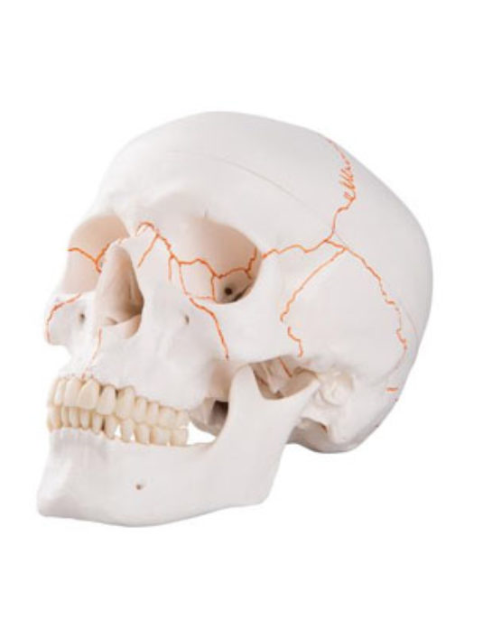 3-Parts-Human-Skull-(numbered)