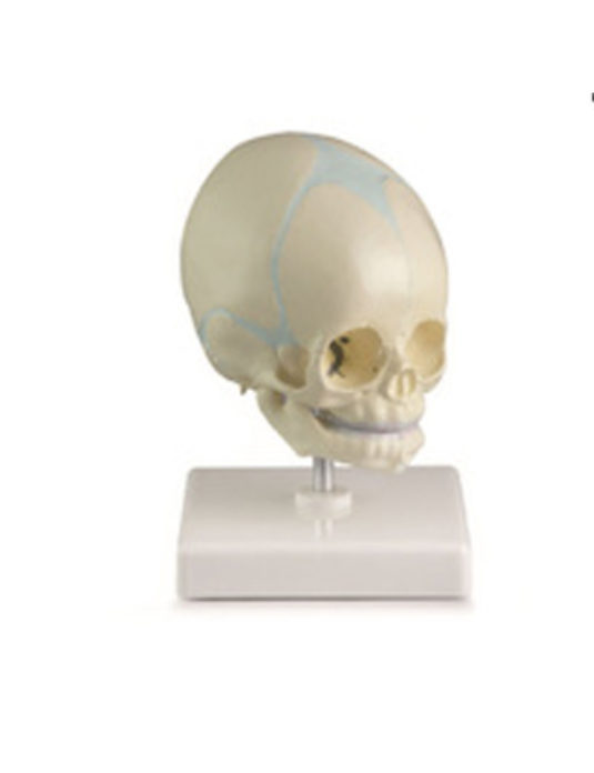 Baby-Skull