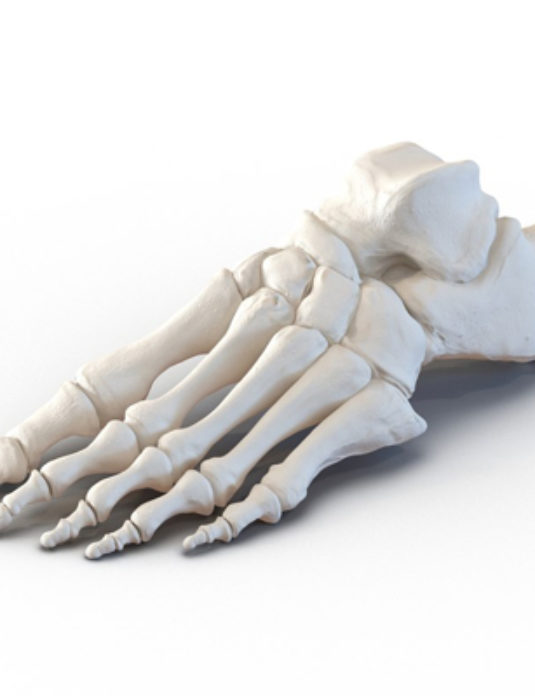 Bones-Of-The-Foot
