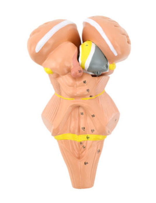 Brainstem-And-Nuclei-Of-The-Hypothalamus