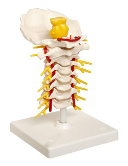 Cervical-Spinal-Column