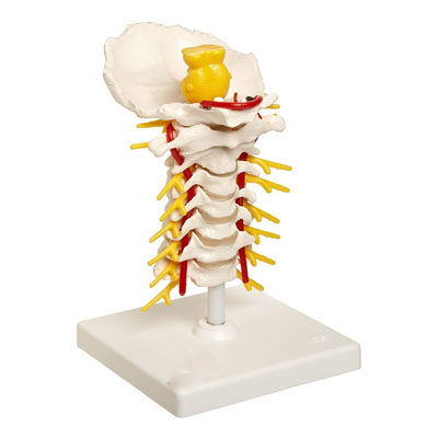 Cervical-Spinal-Column
