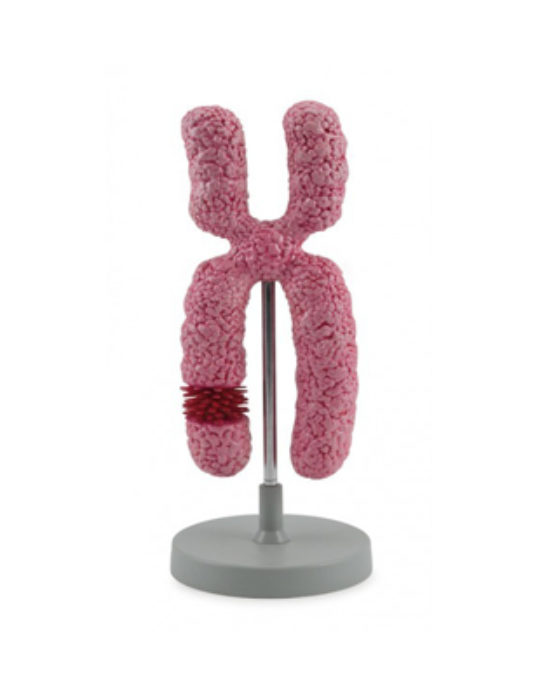 Chromosome-Model