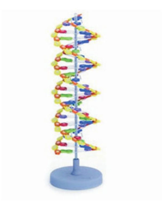 Double-Helix-Dna-12-Bp-Model