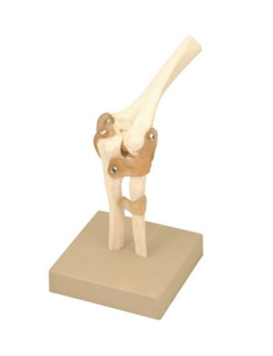 Elbow-Joint