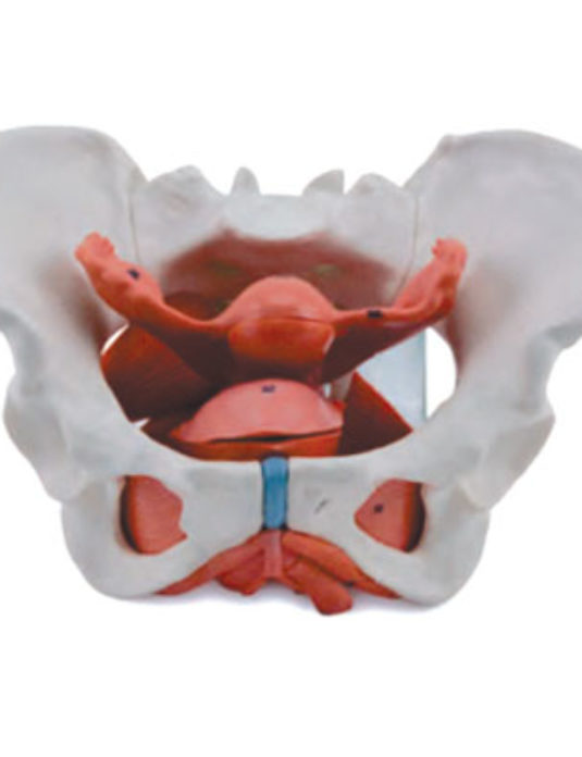 Female-Pelvic-Cavity