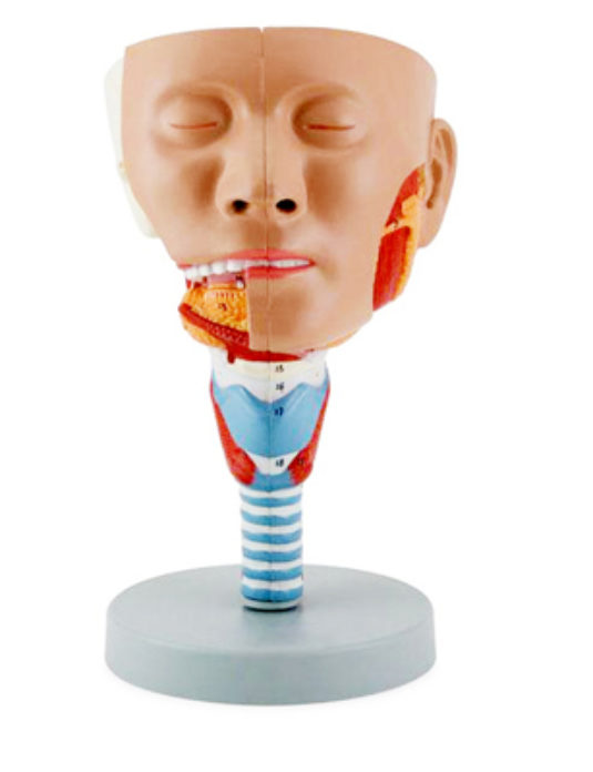 Head-With-Pharynx-Muscles