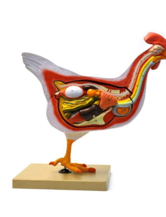 Hen-Dissection-Model