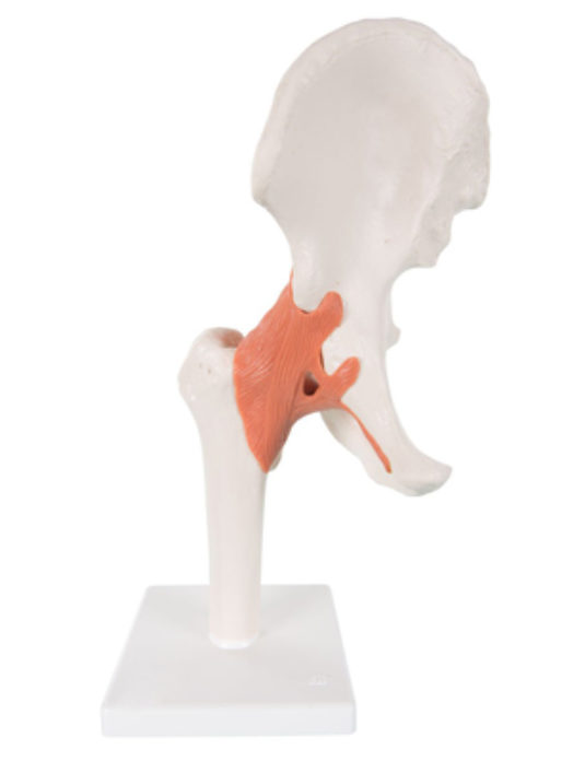 Hip-Joint