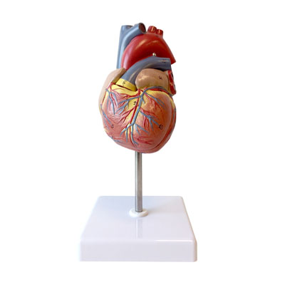 Human-Heart