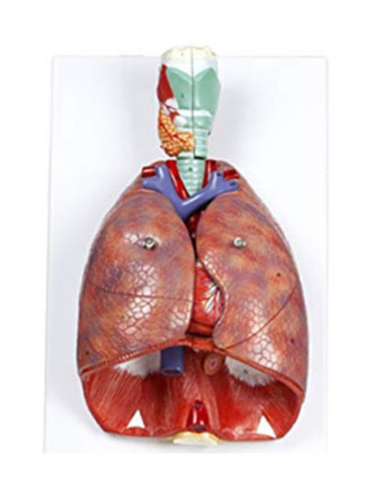 Human-Respiratory-System