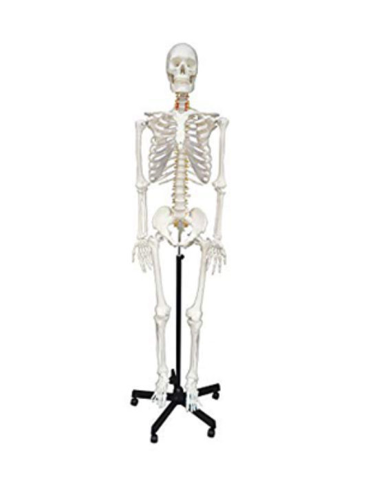 Human-Skeleton