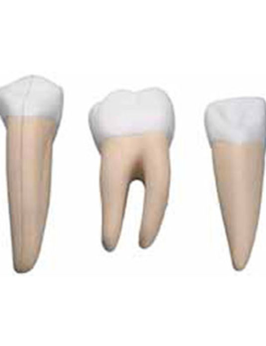 Incisor,-Canine-And-Molar