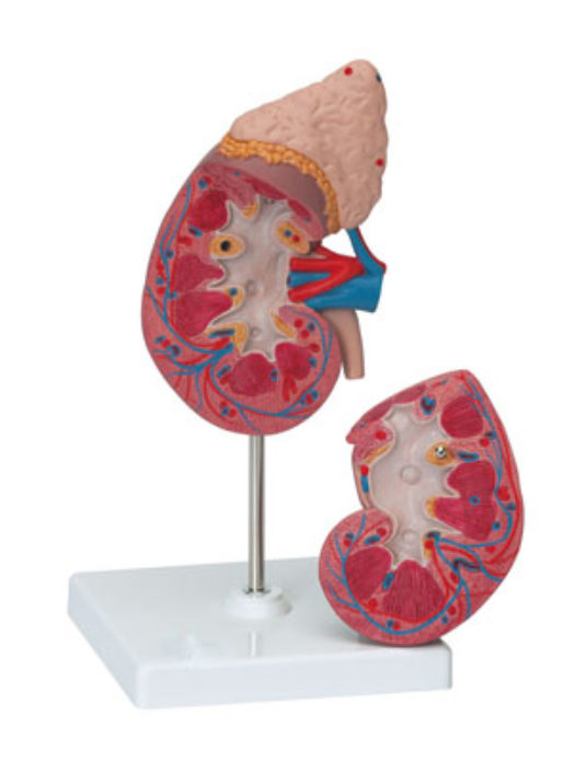 Kidney-With-Adrenal-Gland