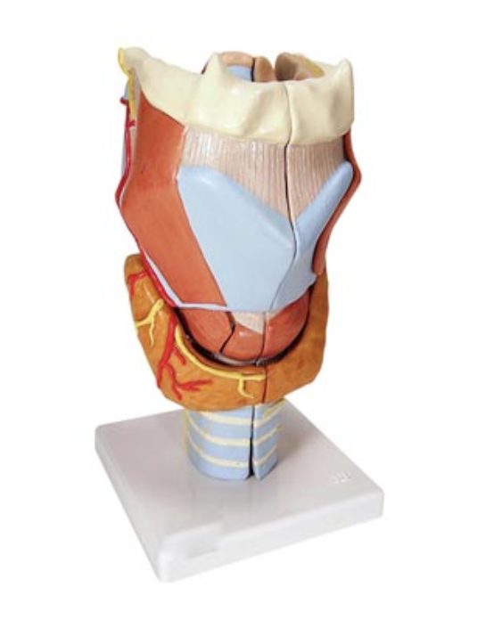 Larynx-Model