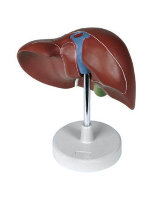 Liver-Life-Size