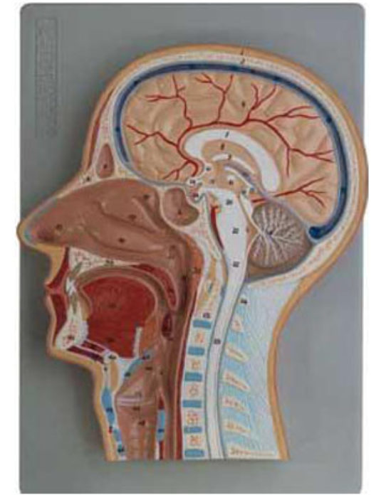 Median-Section-Of-Head-(relief-Model)