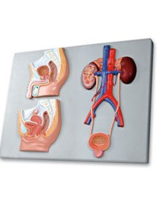 Median-Section-Of-Male-&-Female-Urinary-Tracts