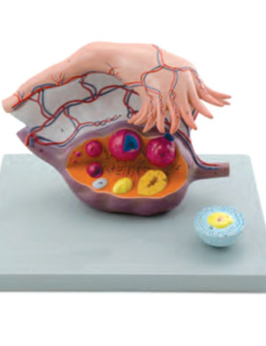 Ovary-Structure