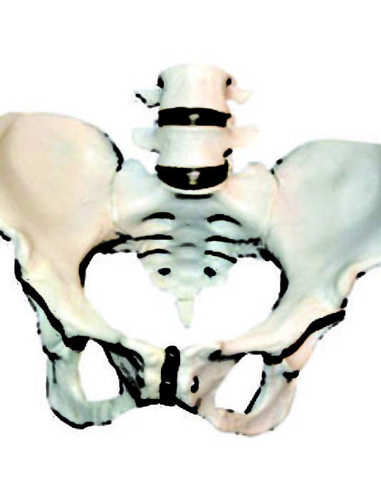 Pelvis-With-4th-And-5th-Lumbar-Vertebrae