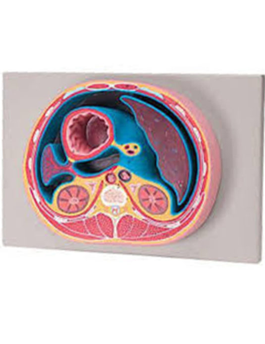 Schematic-Cross-Section-Through-Thorax-(T12)