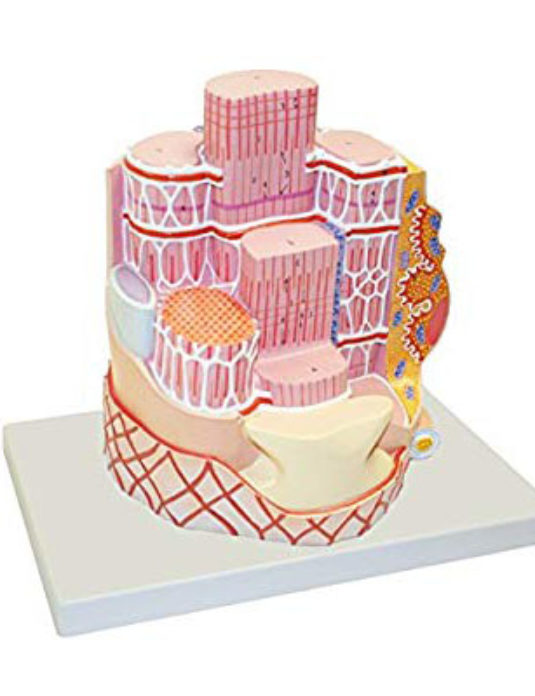 Skeletal-Muscle-Fiber